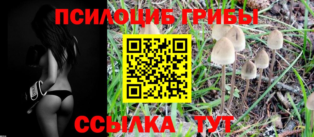 Новороссийск  Галлюциногенные грибы Cubensis  купить наркотик  Вход с VPN 